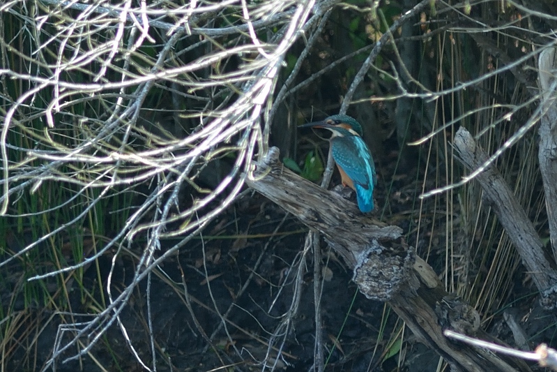 Common kingfisher (Alcedo atthis)